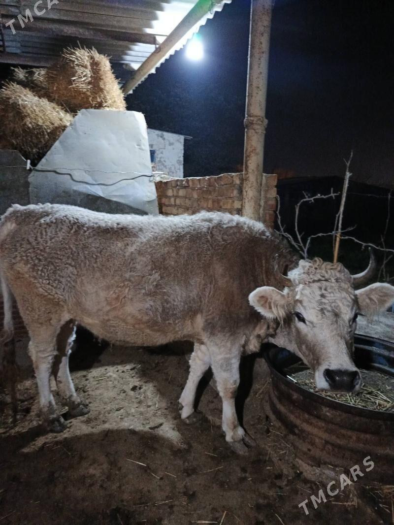 Sygyr ýerli tohum - Gökdepe - img 1