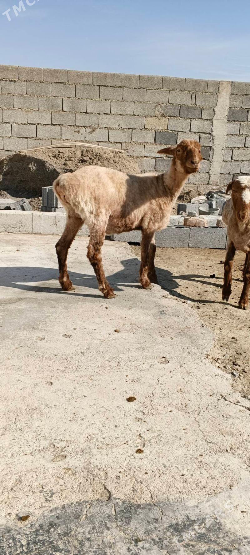 issek - Гёкдепе - img 1