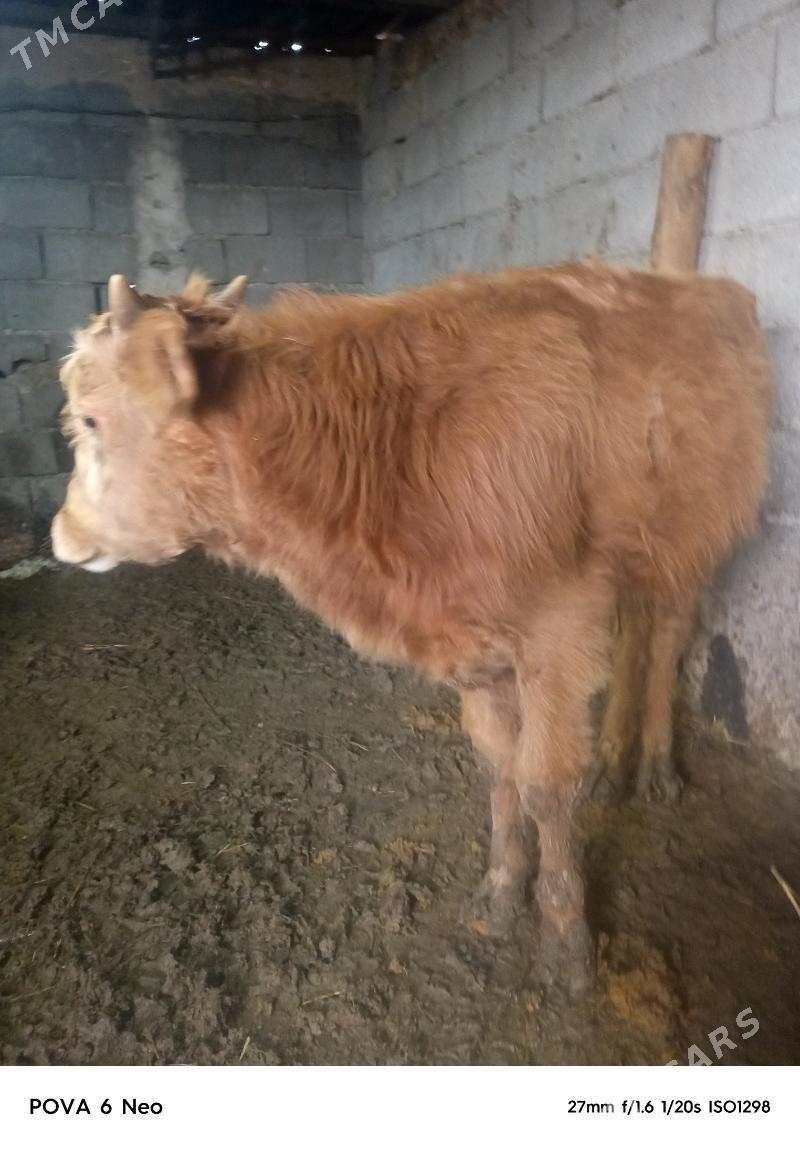 okiz - Herrikgala - img 1