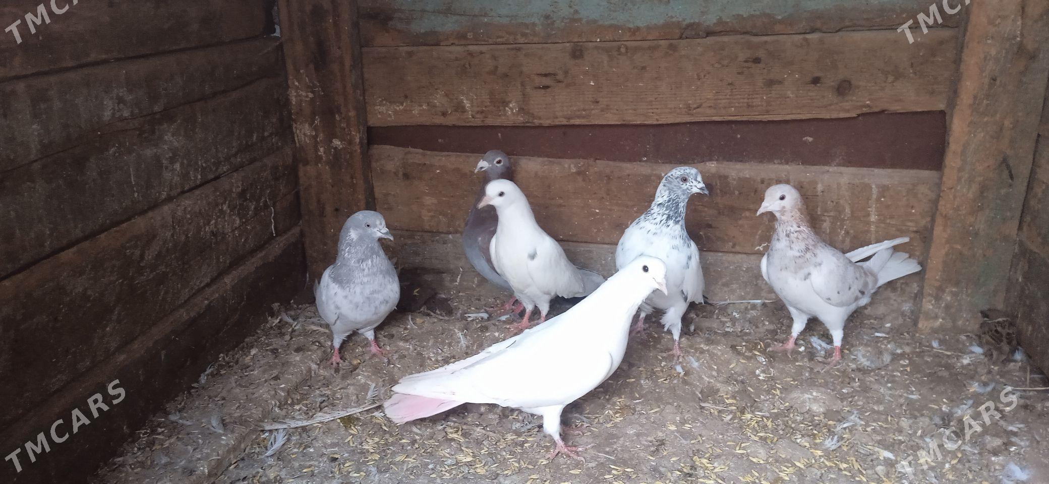 kepderi - Теджен - img 1