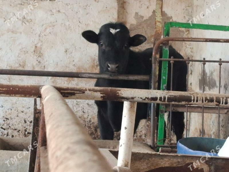 Okuz - Багир - img 1