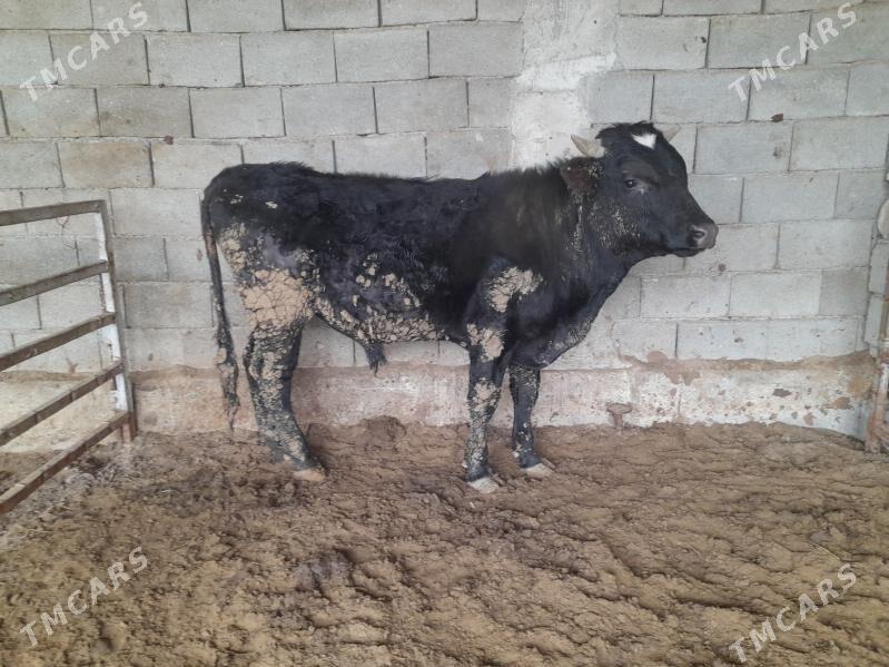 ökuz - Änew - img 1