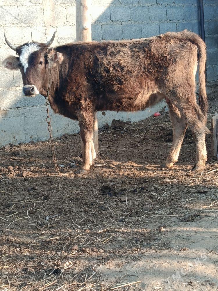 şwes bogaz sygyr - Bäherden - img 1