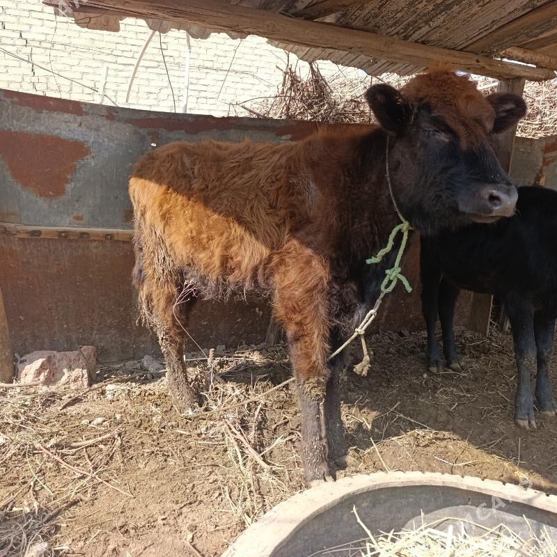 unajynlar - Чарджоу - img 1