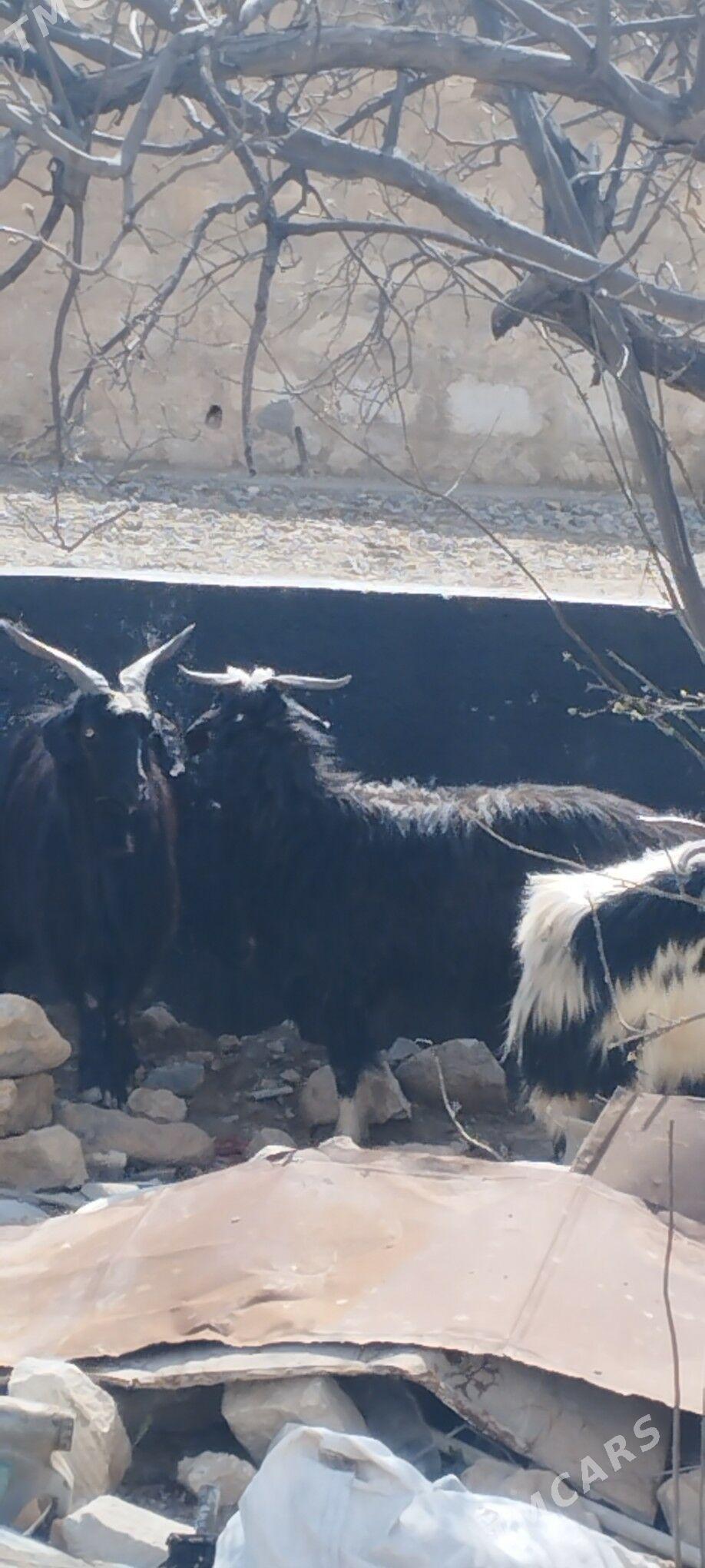 owlakly geci - Gyzylarbat - img 1