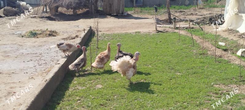 induk - Мары - img 1