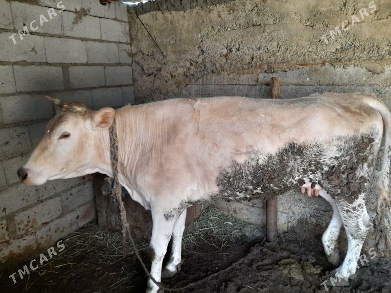 Gysyr sygyr - Bäherden - img 1