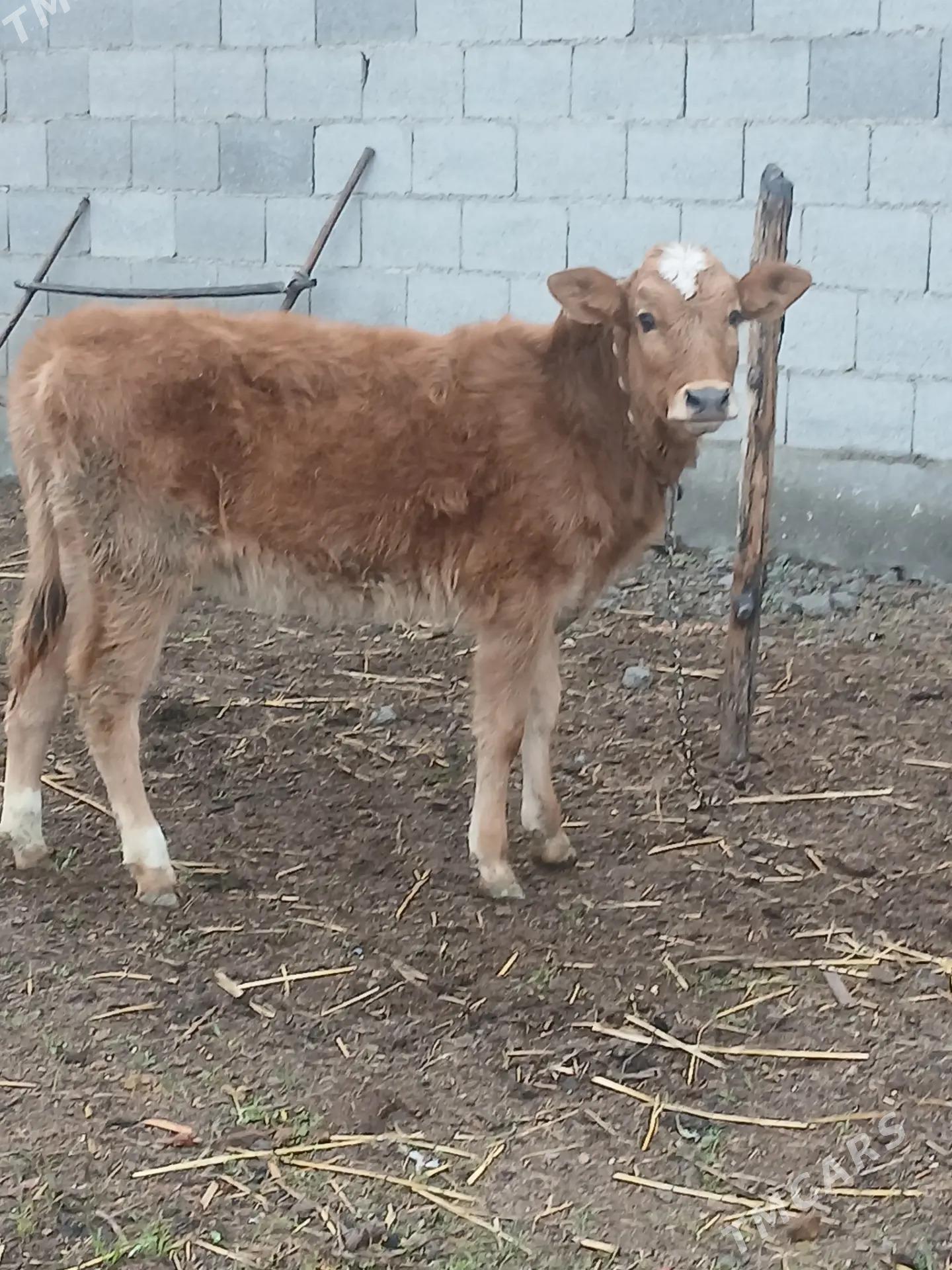 Tuwe - Бузмеин - img 1