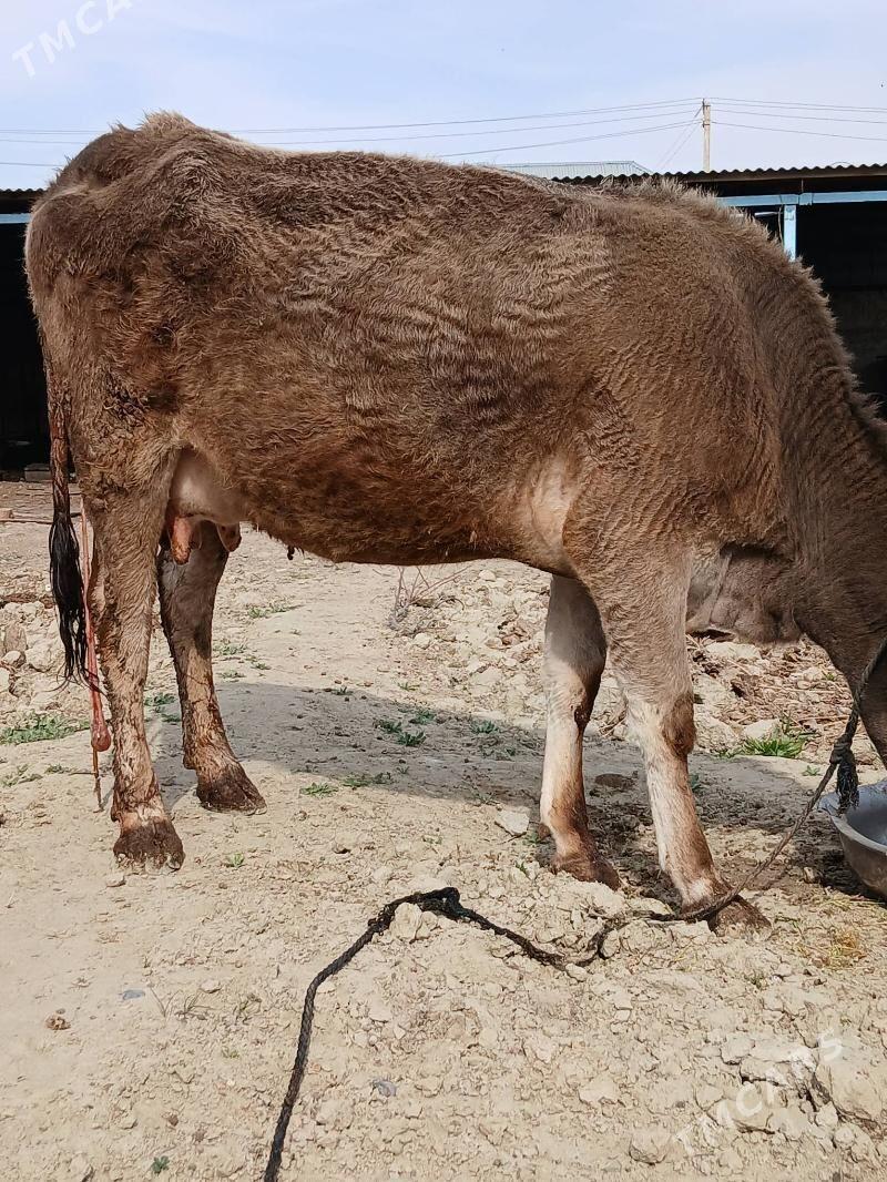 goleli sygyr - Bäherden - img 1