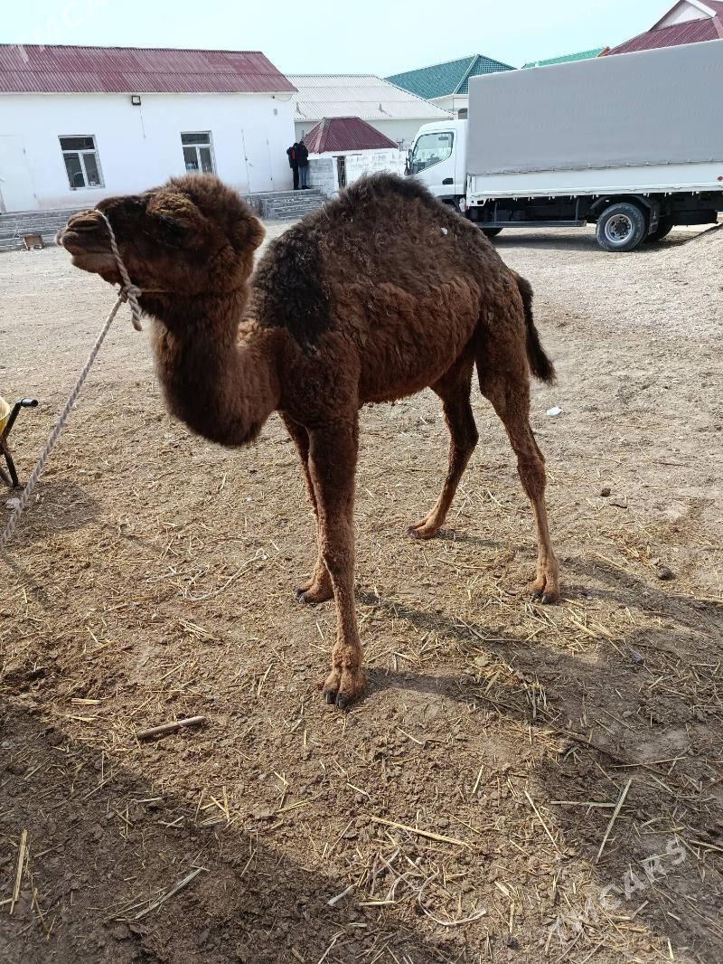 ogşyk - Балканабат - img 1