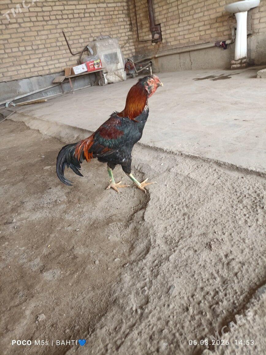 baysow horaz - Сакар - img 1