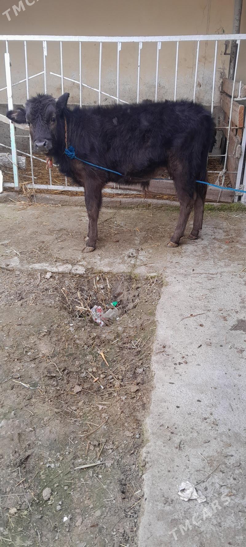 gibirt öküz - Бахарден - img 1