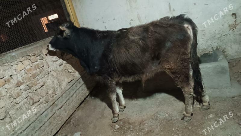 Öküz - Gyzylarbat - img 1