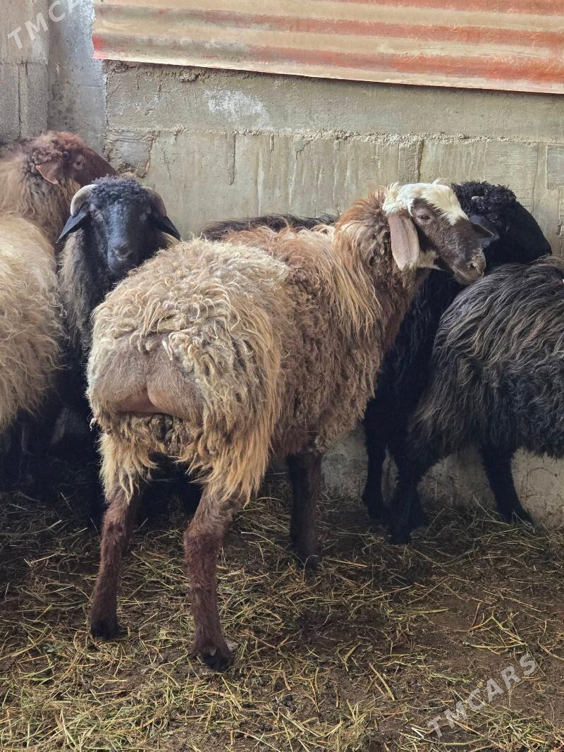 GOYUN - Бузмеин - img 1