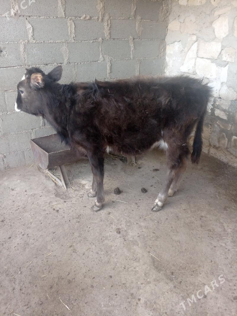 golely sygyr - Туркменбаши - img 1