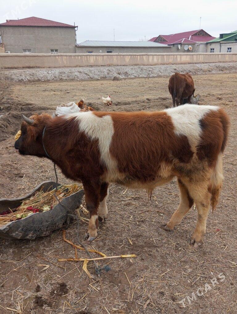 Paroda Ökuz - Şabat etr. - img 1