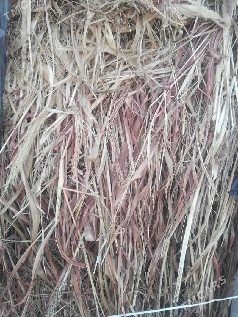 Ot arassa (sudanka-garajowen) - Туркменабат - img 1