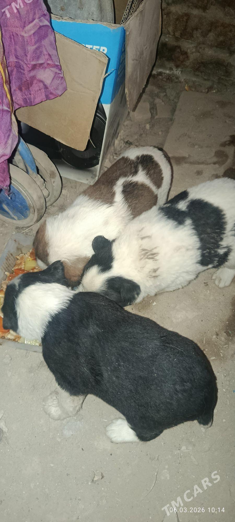 собачки - Туркменабат - img 1