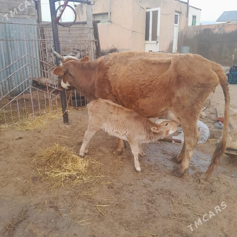 sygyr - Türkmenbaşy - img 1