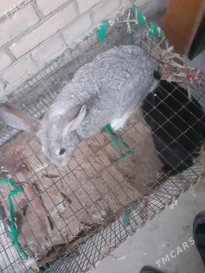 towsan - Туркменабат - img 1