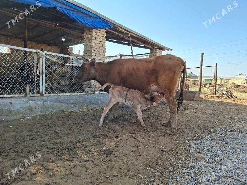 göleli sygyr - Murgap - img 1