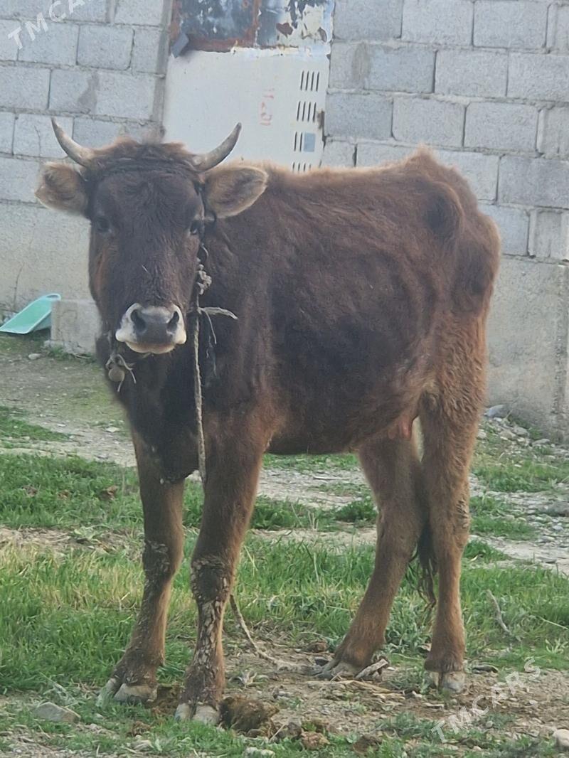 sygyr gysyr - Bäherden - img 1