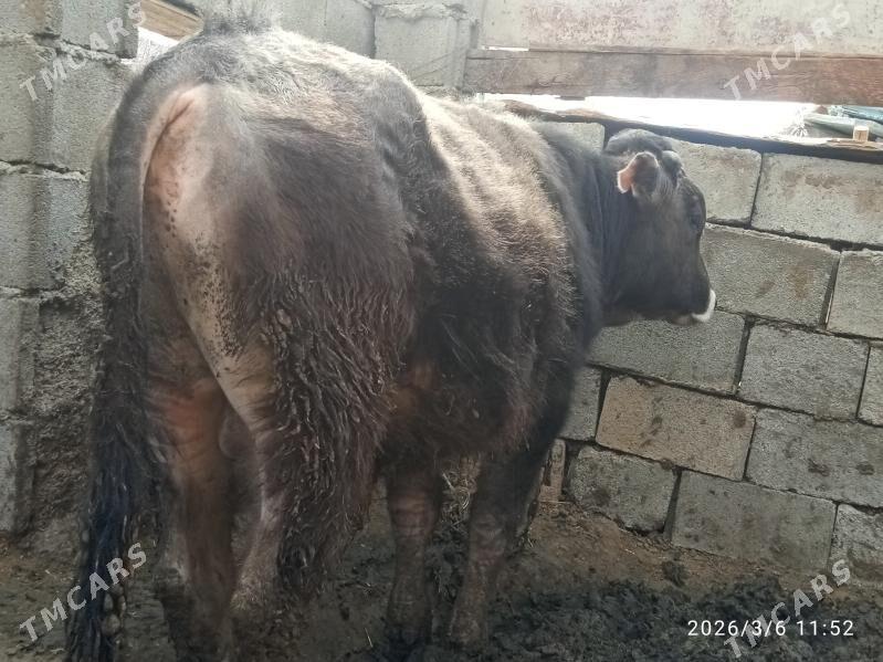 okuz 3sany - Бахарден - img 1