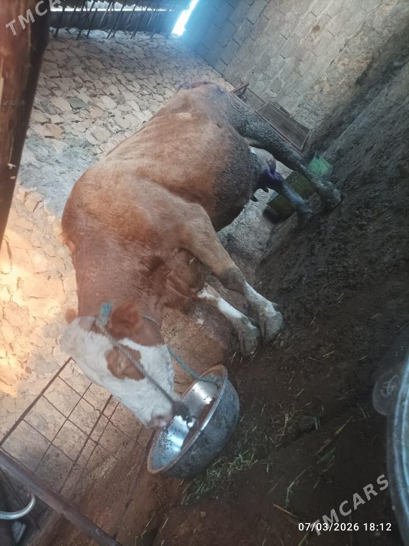 Semental sygyr saglyk - Койтендаг - img 1