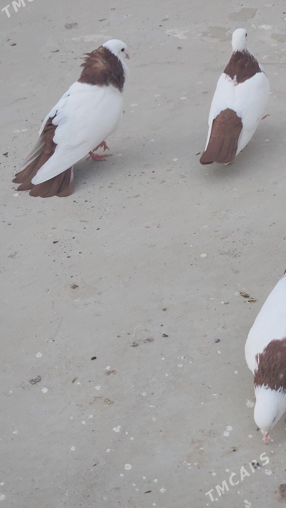 GYZYL SEY TAY - Aşgabat - img 1