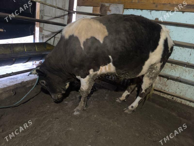 şwet okuz - Дашогуз - img 1