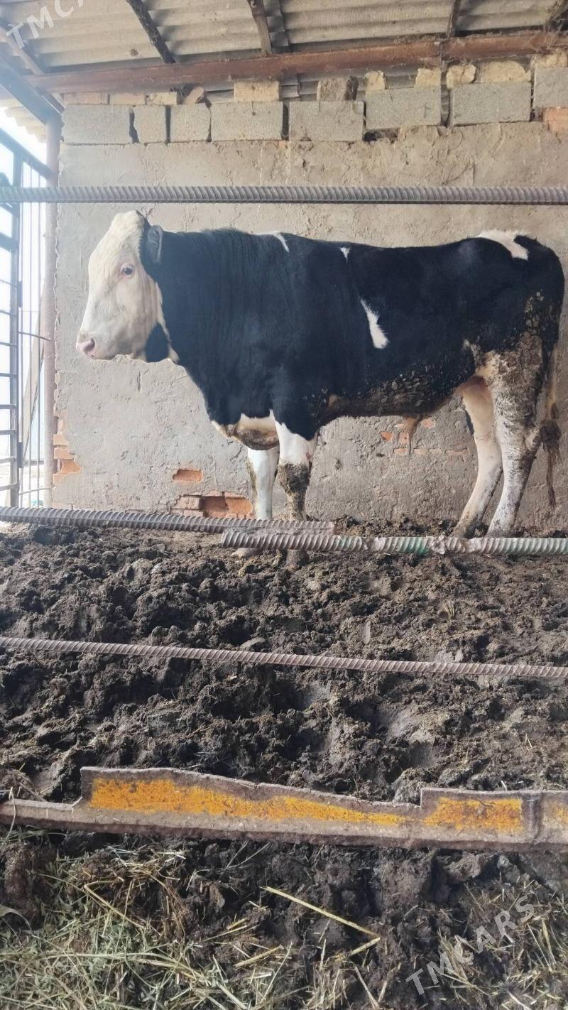 Galisdeyin Arginal - Бахарден - img 1