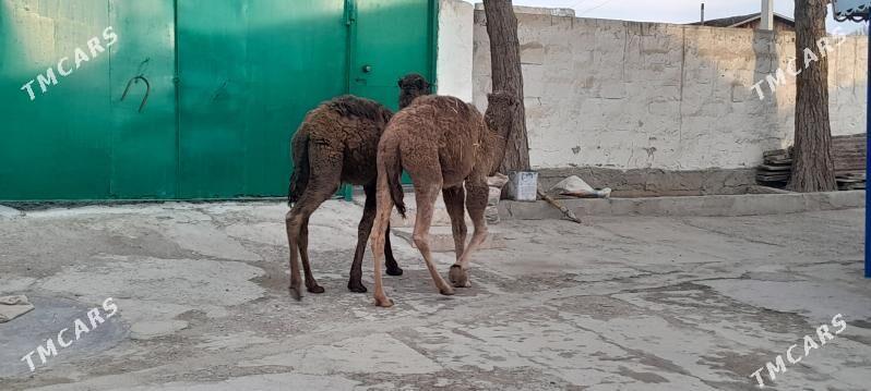 torum - Gyzylarbat - img 1