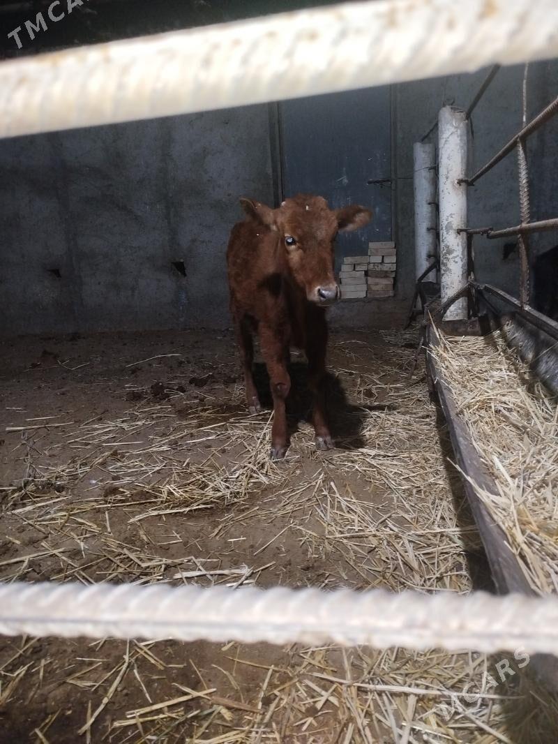 gulajyn - Векильбазар - img 1