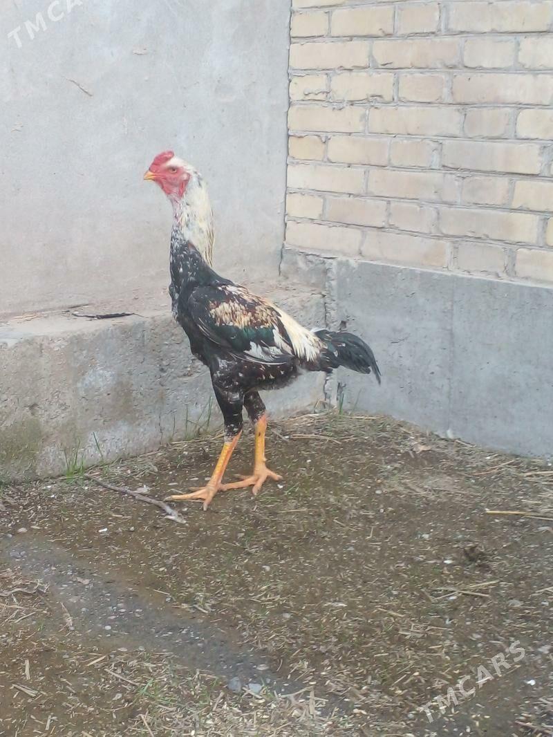 horaz - Çärjew - img 1