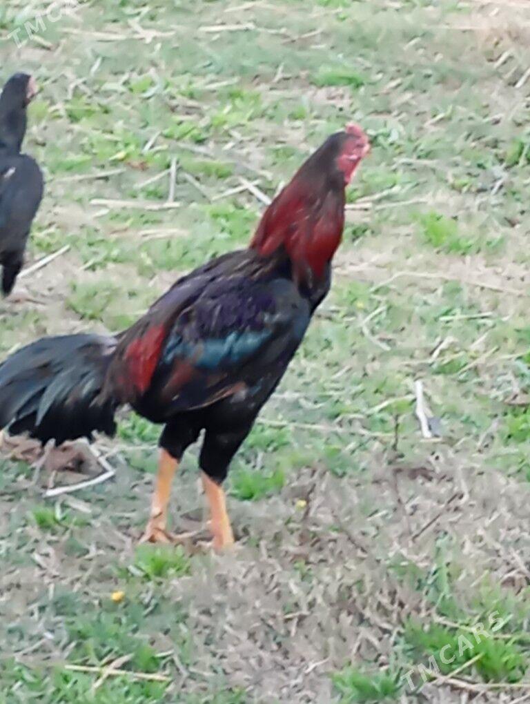 bayes - Ходжамбаз - img 1