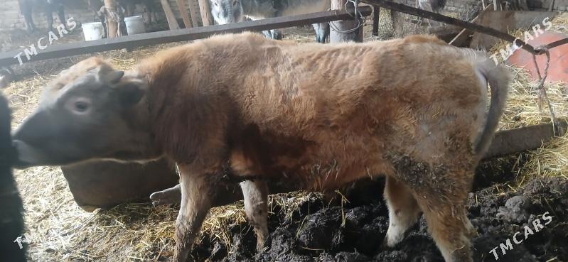 Окузлер - Туркменабат - img 1