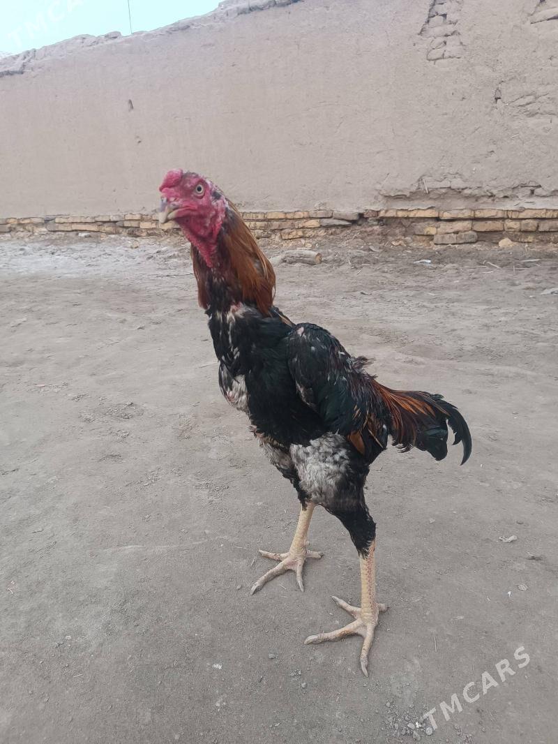 Horaz - Akdepe - img 1