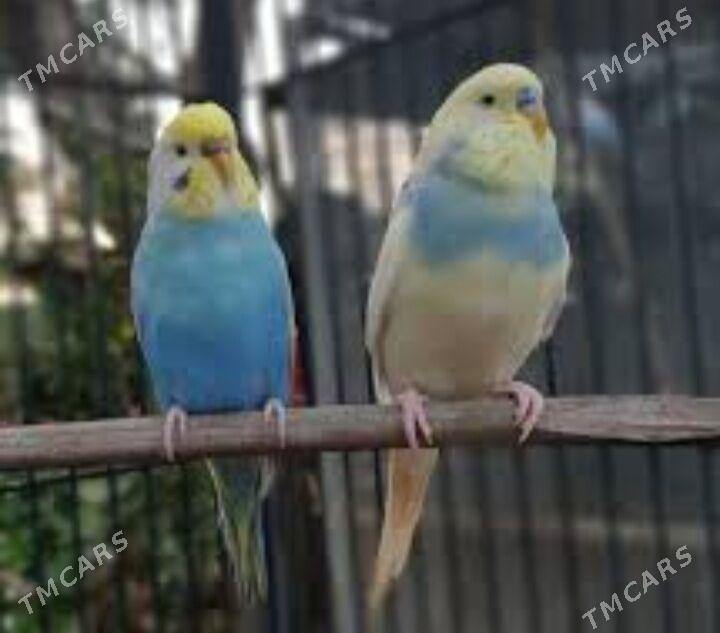 popugay gus papkay - Ашхабад - img 1