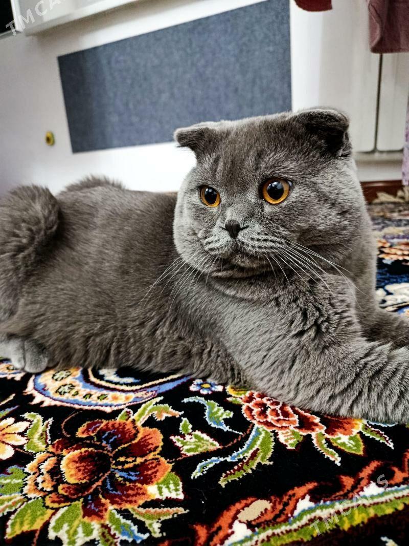 Pişik şotlan (Köpeltmek üçin) - Ашхабад - img 1