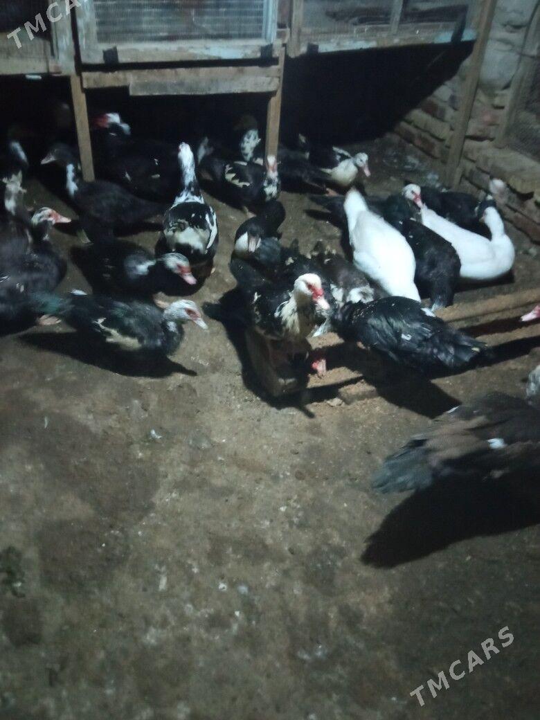 ördek  - Mary - img 1