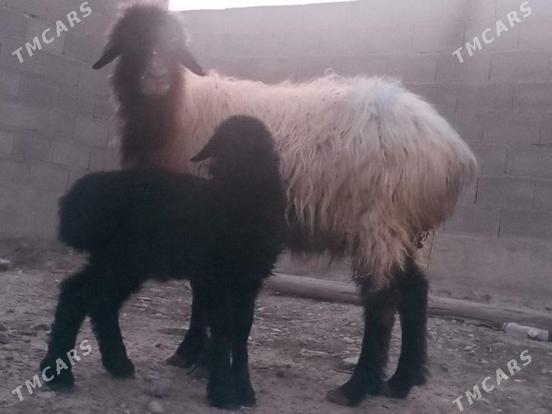 Guzly goýun tokly - Бахарден - img 1