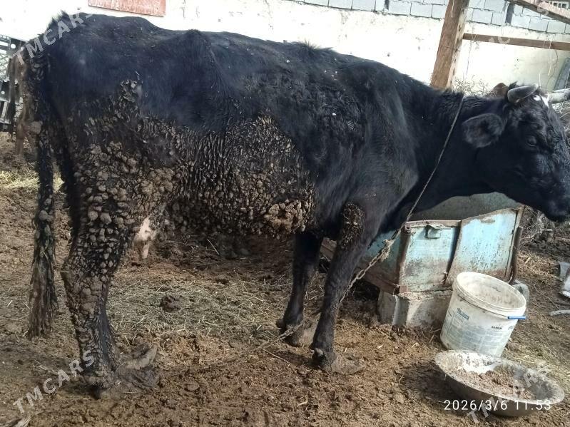 golly,sygyr - Bäherden - img 1