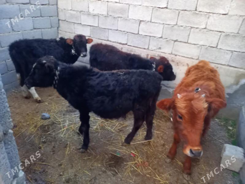 okuz we tuwe - Гёкдепе - img 1