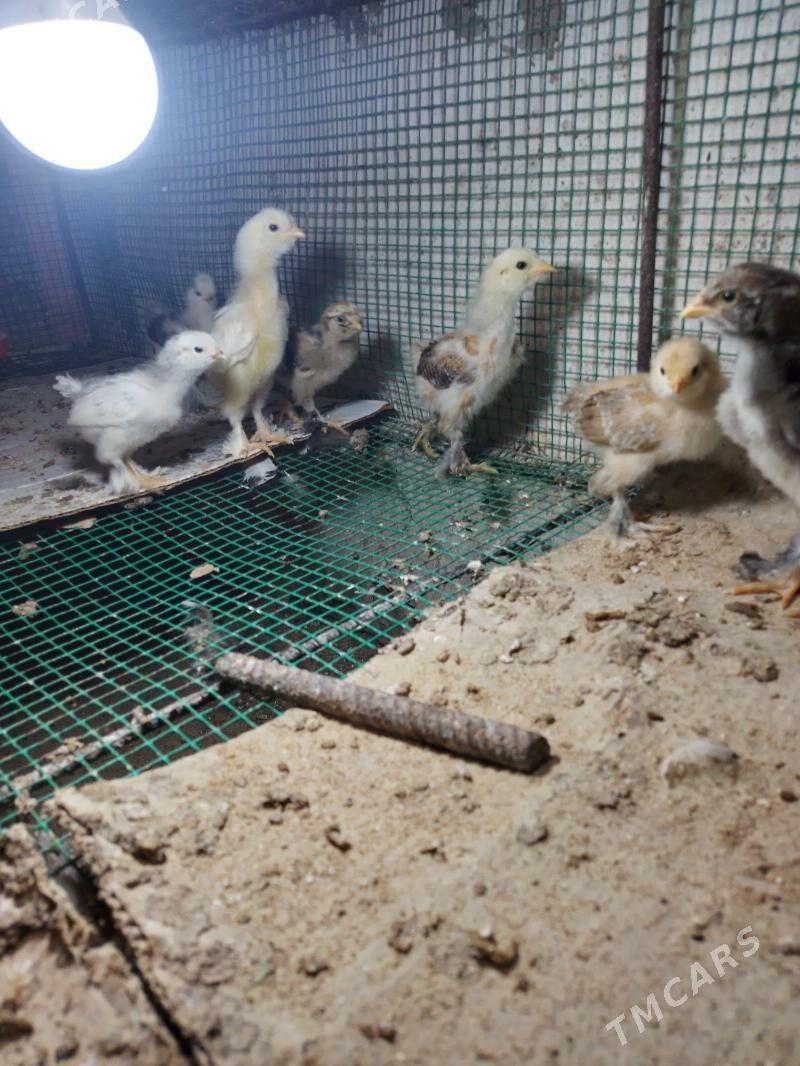 brama jüýje - Шатлык - img 1