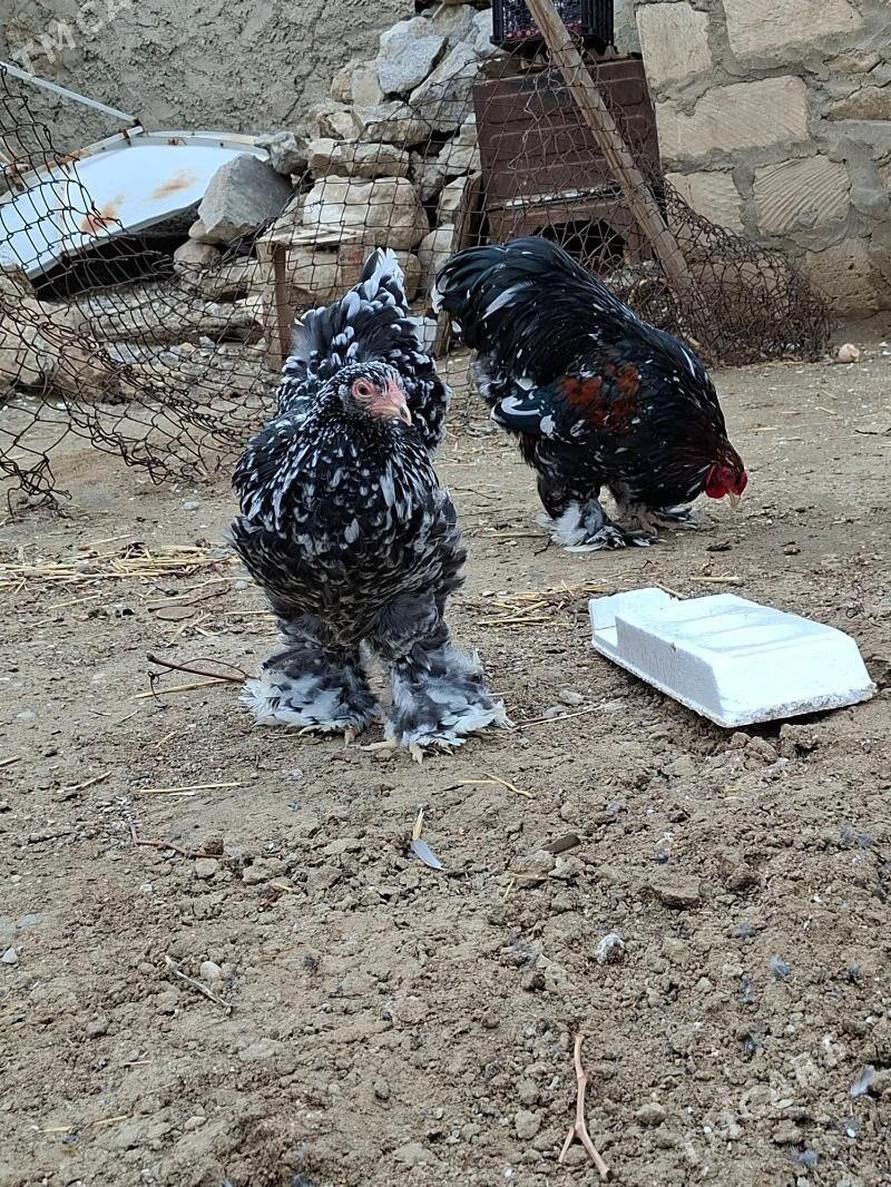 brama - Jebel - img 1