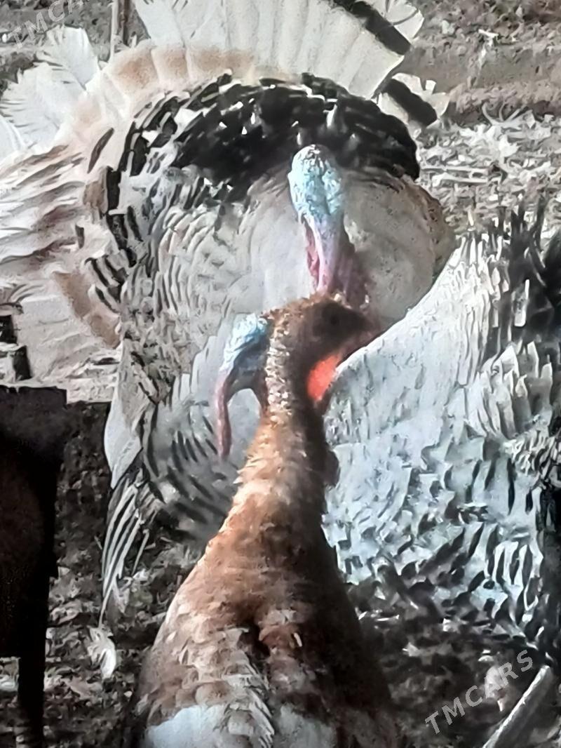 indyk erkek - Mary - img 1