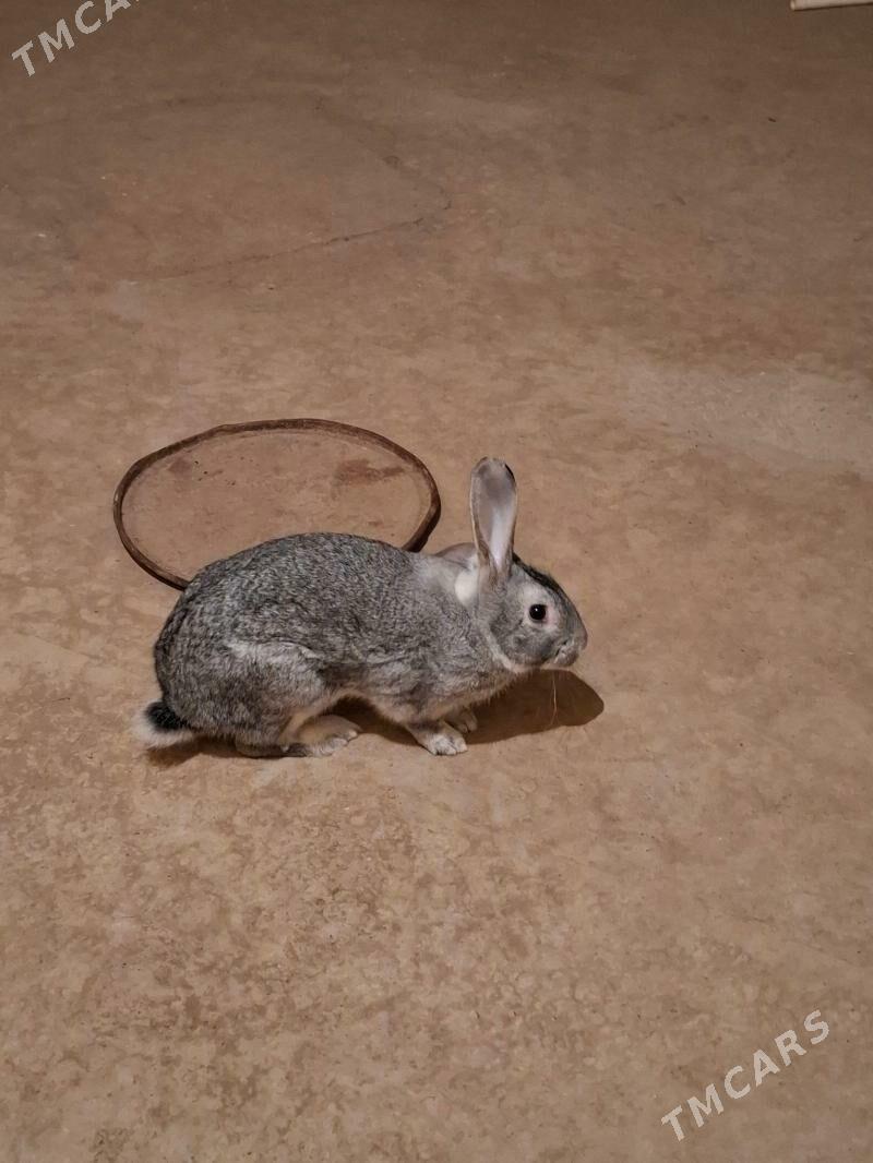 welikan towsan - Türkmenabat - img 1