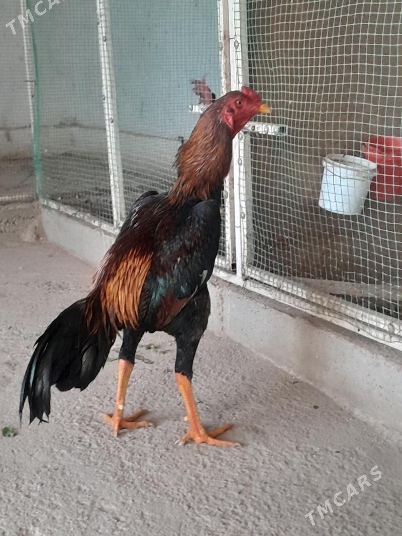 horaz - Мары - img 1