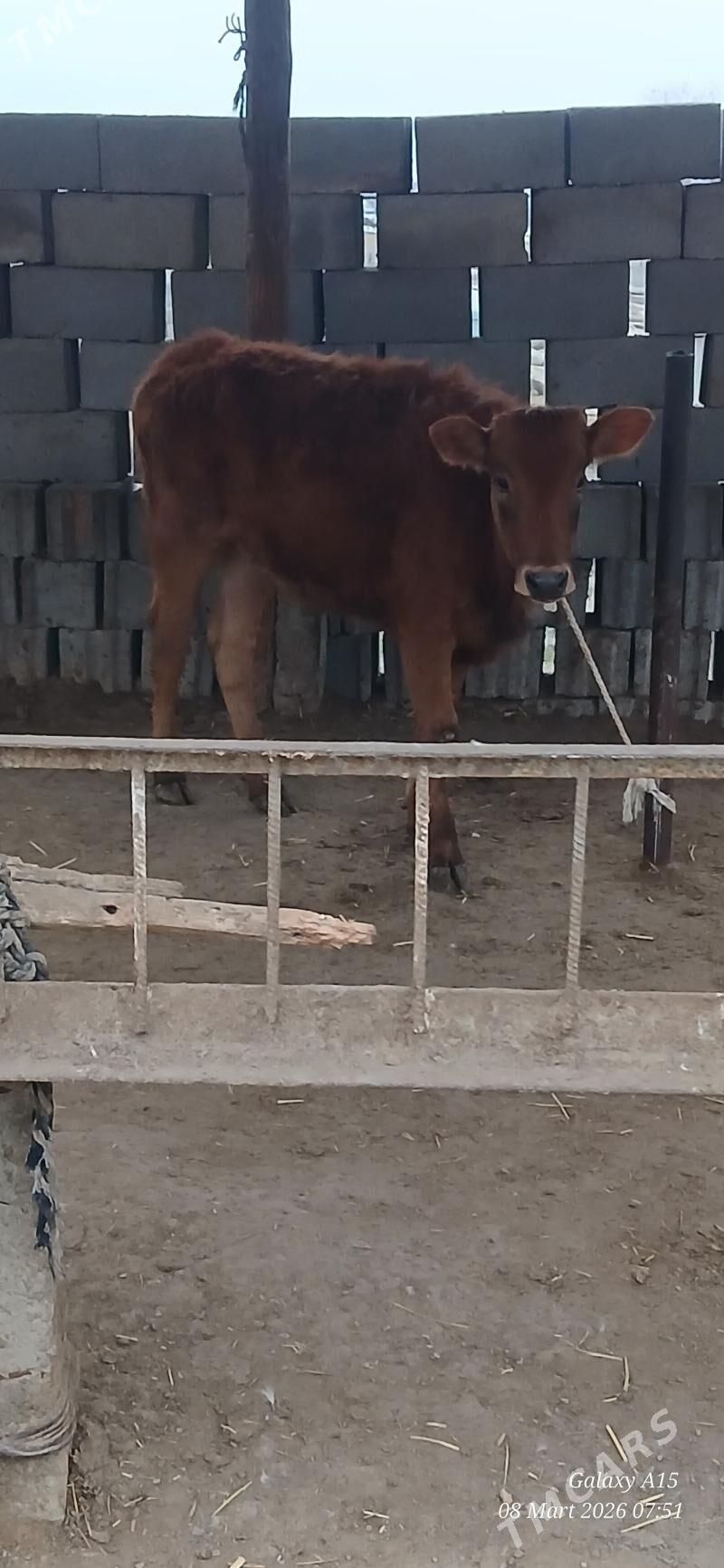 Tuwe - Bäherden - img 1