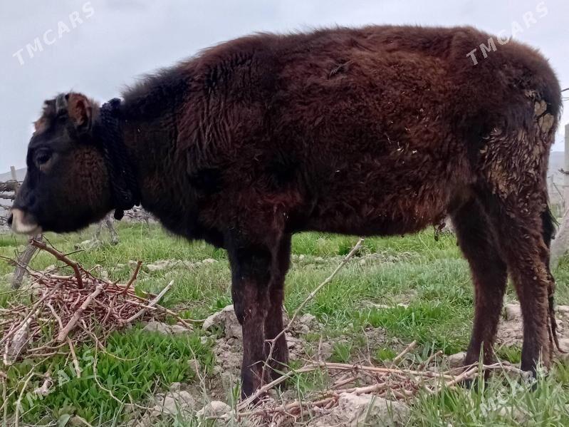 tüwe - Гёкдепе - img 1